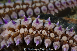 The macro close up of a sea star tentacle showing how won... by Stefano Colombo 